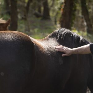 Retiro con caballos